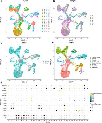 A novel prognostic signature and immune microenvironment characteristics associated with disulfidptosis in papillary thyroid carcinoma based on single-cell RNA sequencing